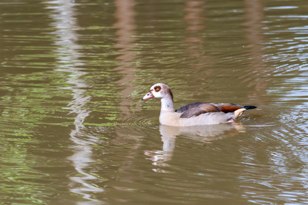Mandarin Duckの写真素材