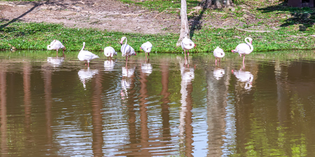 Flamingo in white at wetlands putrajayaの写真素材