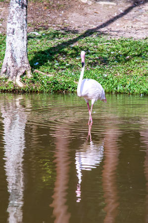 Flamingoの写真素材