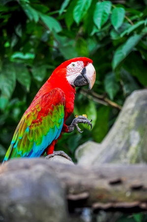Macaw Bird  Scarlet Macaw  sitting on logの写真素材