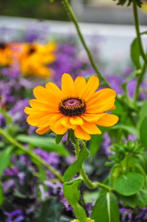 Beautiful yellow daisy growing in a summer gardenの写真素材