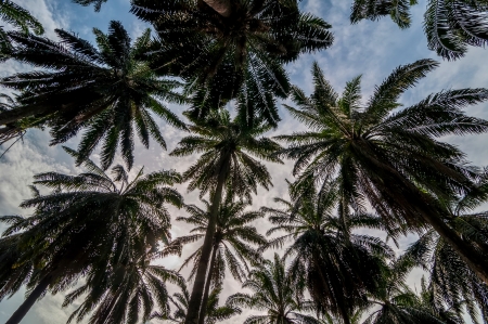 A group of coconut tree tops with sky and clouds  