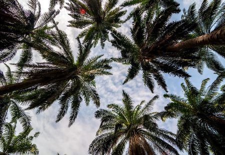 A group of coconut tree tops with sky and clouds  の写真素材