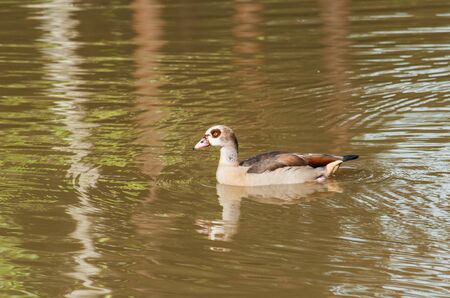 Mandarin Duckの写真素材