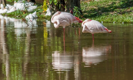 A flock of flamingo by the pondの写真素材