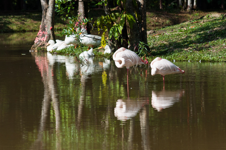 A flock of flamingo by the pondの写真素材