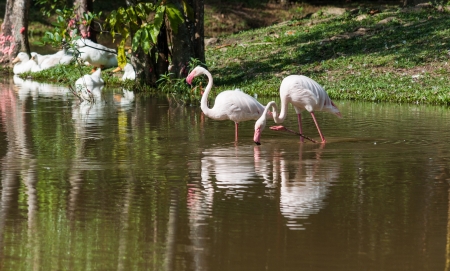 A flock of flamingo by the pondの写真素材