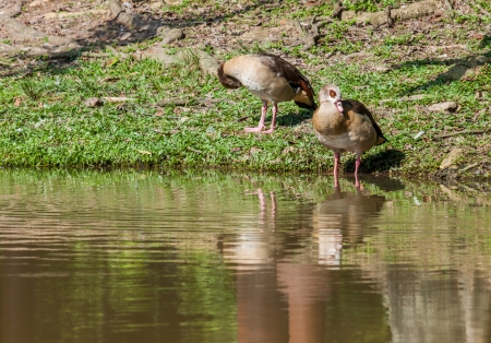 Mandarin Duck の写真素材