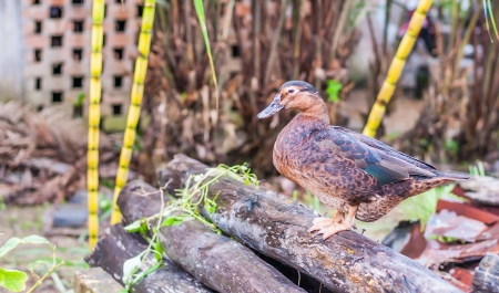 Female Duck の写真素材