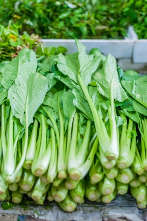 Bunch of fresh green mustardの写真素材