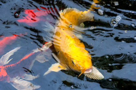 Colorful Koi Fish