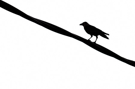 Silhouettes of the birds sitting on electric wireの写真素材