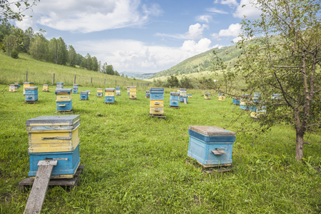 Apiary and hivesの写真素材