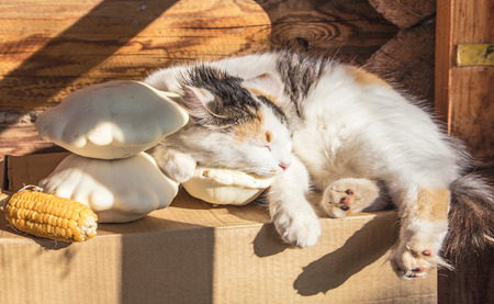 Cat lying on vegetables, basking in the sun.の写真素材