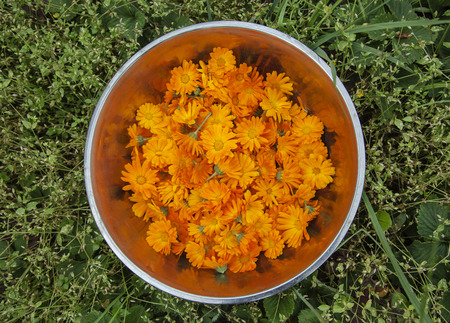 Bowl with marigold flowers, standing in the grass.の写真素材