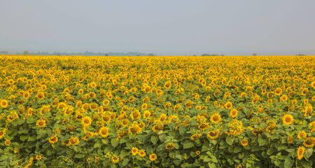 Field of sunflowers.の写真素材