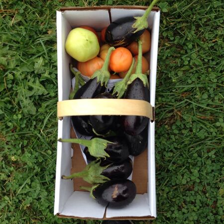 Picking veggies from a farm upstateの素材