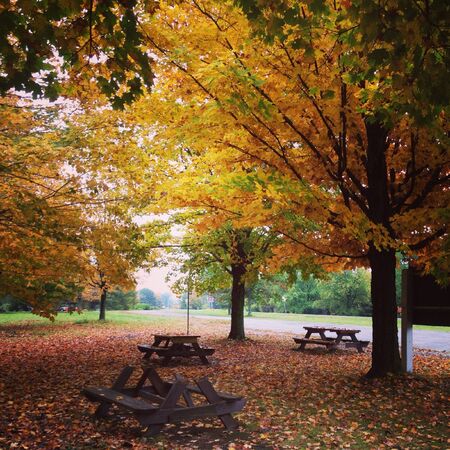 Fall upstate NYの素材