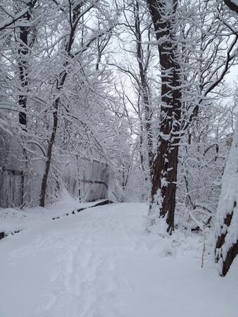 Winter scene in NYC parkの素材