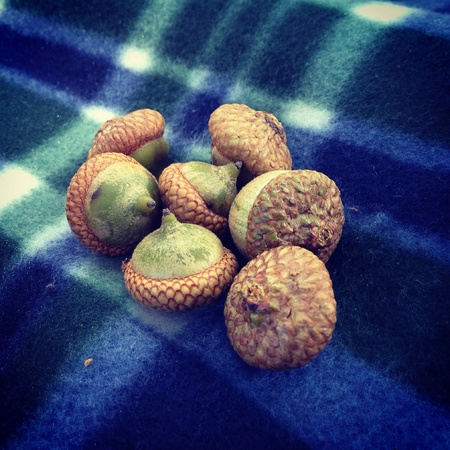 Acorns on a picnic blanket in Central Parkの素材