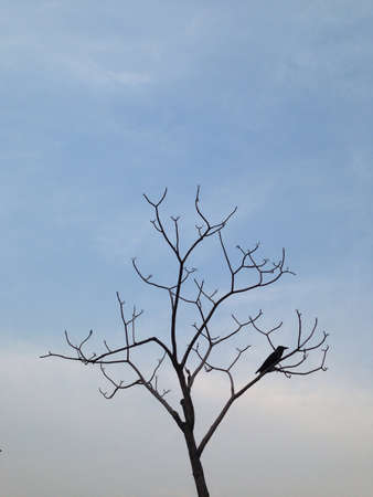A bird specifically a raven on the branch of a tree with total sky background.の素材