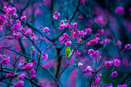 Natural beautiful image and picture