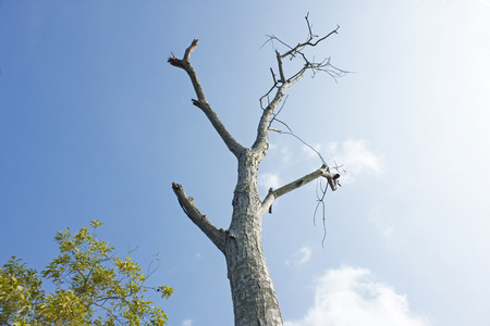 Death Tree Khulna,Bangladesh. Khulna,Bangladesh.June 10,2016.の写真素材