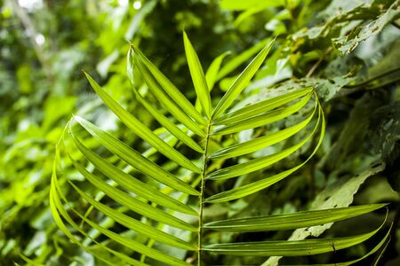 Rattan Tree in Khulna,Bangladesh.のeditorial素材