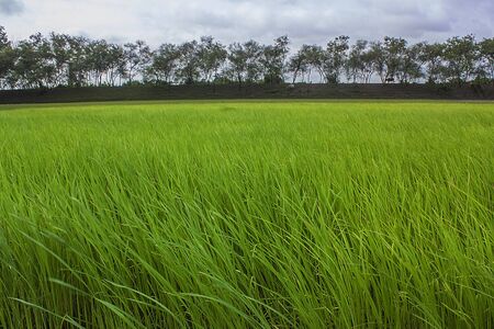 A green paddy field in Khulna, Bangladesh.のeditorial素材