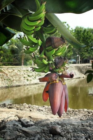 Banana flower in Khulna,Bangladeshのeditorial素材