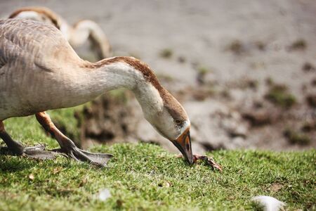 Swans on the Rupsa river in Khulna, Bangladesh.のeditorial素材