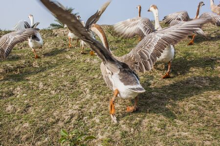 A flock of swan running on a Village Road,at Kala Bagi,Khulna. Bangladesh.の写真素材
