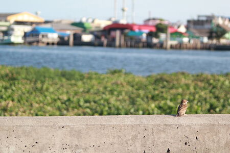 Little bird sparrow take relax watch the riverの写真素材