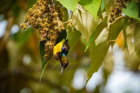 Brown-throated Sunbird hangs upside down while foraging for nectar in a treeの写真素材