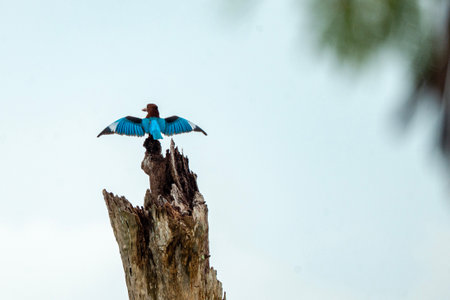 Kingfisher with wings spread, taking off from a weathered tree stump against a bright sky.の写真素材