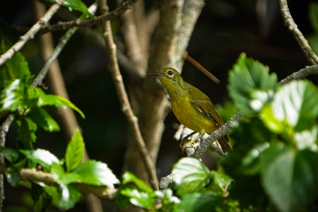Olive Backed Sunbird (Burung Kelicap ) with red eye perched among dense foliage at Carey Island,...