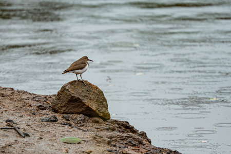 Small sandpiper shorebird standing on a wet rock at the edge of rippling water on an overcast dayの写真素材
