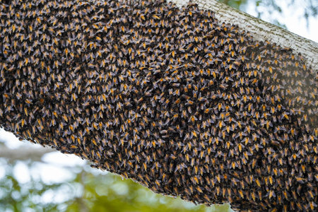 Giant Honey Bees (Apis dorsata) Swarming and Building a Large Wild Hive Beneath a Tree Branch in...