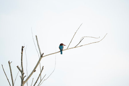 White throated kingfisher (Burung Raja Udang) perched on a bare branch against a pale overcast sky.の写真素材