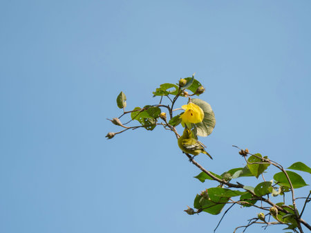 Common Iora Bird Interacting with Bright Yellow Flower on Leafy Branch Against Clear Blue Sky in...