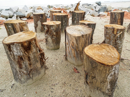 Group of Weathered Tree Stumps Arranged on a Sandy Beach Near Rock Sea Wall at Tropical Coastal...