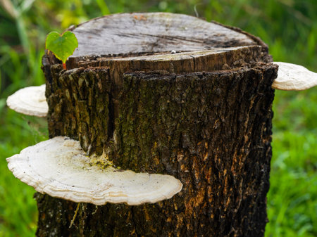 Large white bracket fungi grow on the side of a weathered tree stump in a lush green forest,...