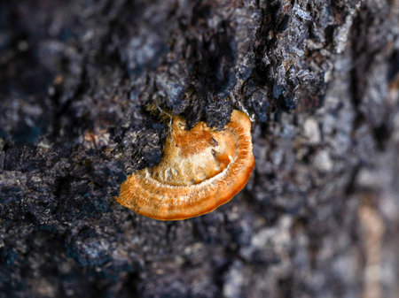 A macro shot captures a small, orange bracket fungus growing from the dark, textured bark of a tree,...
