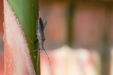 A macro shot of a leaf-footed bug clinging to a green plant stem, highlighting its textured body and...