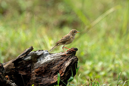 Paddyfield Pipit Anthus rufulus Standing on Old Wood Log in Open Grassland Meadow Field with Blurred Green Backgroundの写真素材