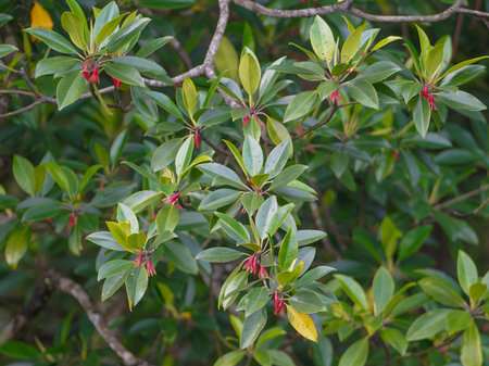 Bruguiera gymnorhiza mangrove (Oriental mangrove) tree featuring bright red flowers and lush green...