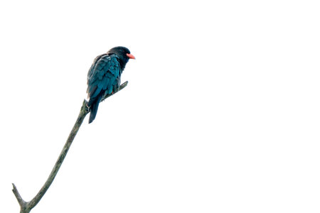 Oriental Dollarbird with a bright red beak perching on a bare branch against a clear white sky. Minimalist wildlife photography from Asia.の写真素材