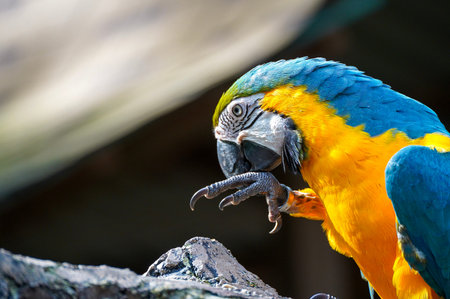 A close up of a blue yellow macaw parrot perched on rock, vibrant feathers and expressive pose.の写真素材