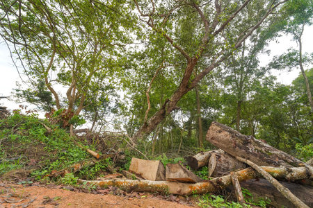 Piles of cut timber and logs on the edge of a lush green forest clearing, showing deforestation or...