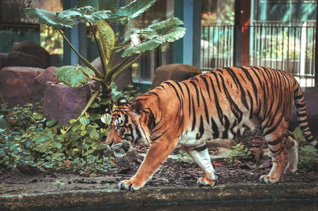 Malayan Tiger walking through a lush enclosure. Powerful predator with striking orange and black...